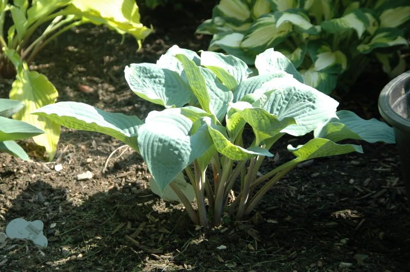 Hosta Blueberry Muffin