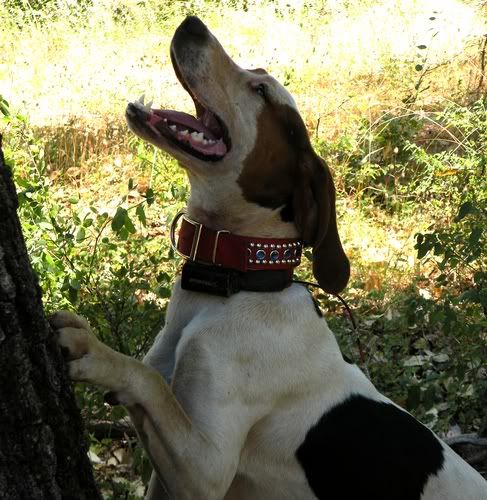 UKC Forums - OT: 2" Nylon Collars