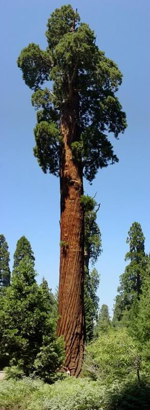SequoiaII.jpg