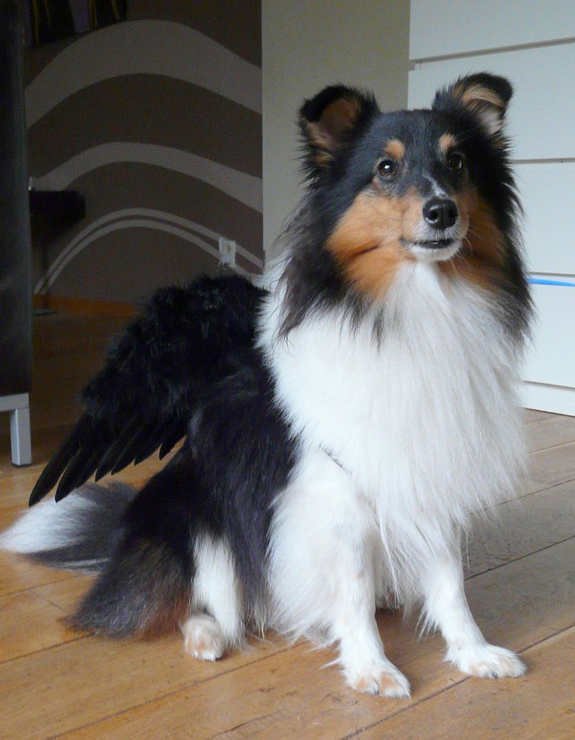 Afbeelding