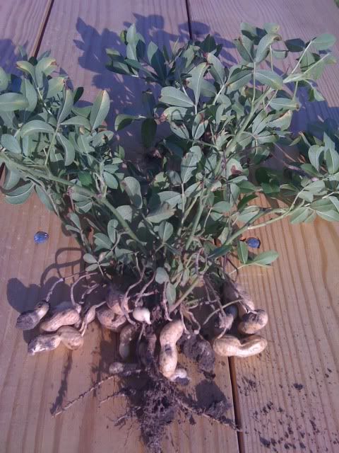 Peanuts - when to dig - Gardening & Plant Propagation