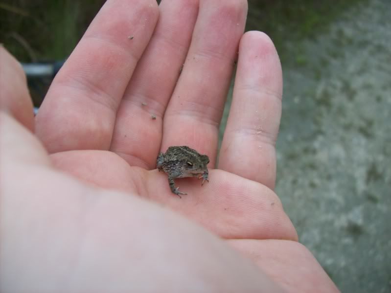 Pet Toad