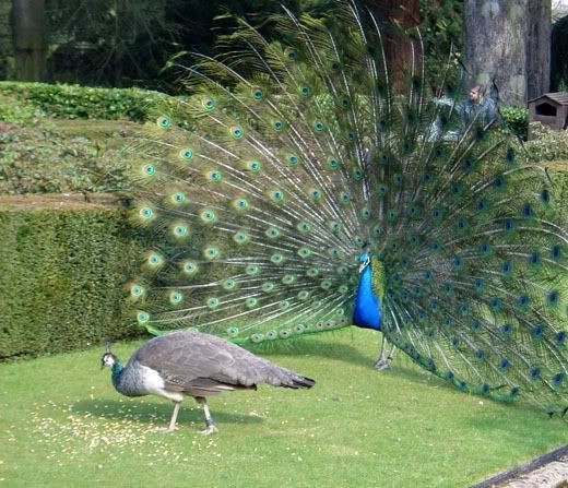 peacock-wooing-peahen1.jpg