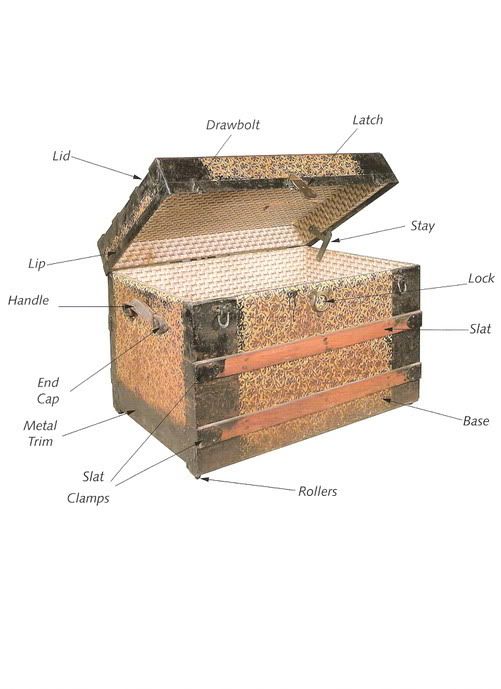 trunk anatomy