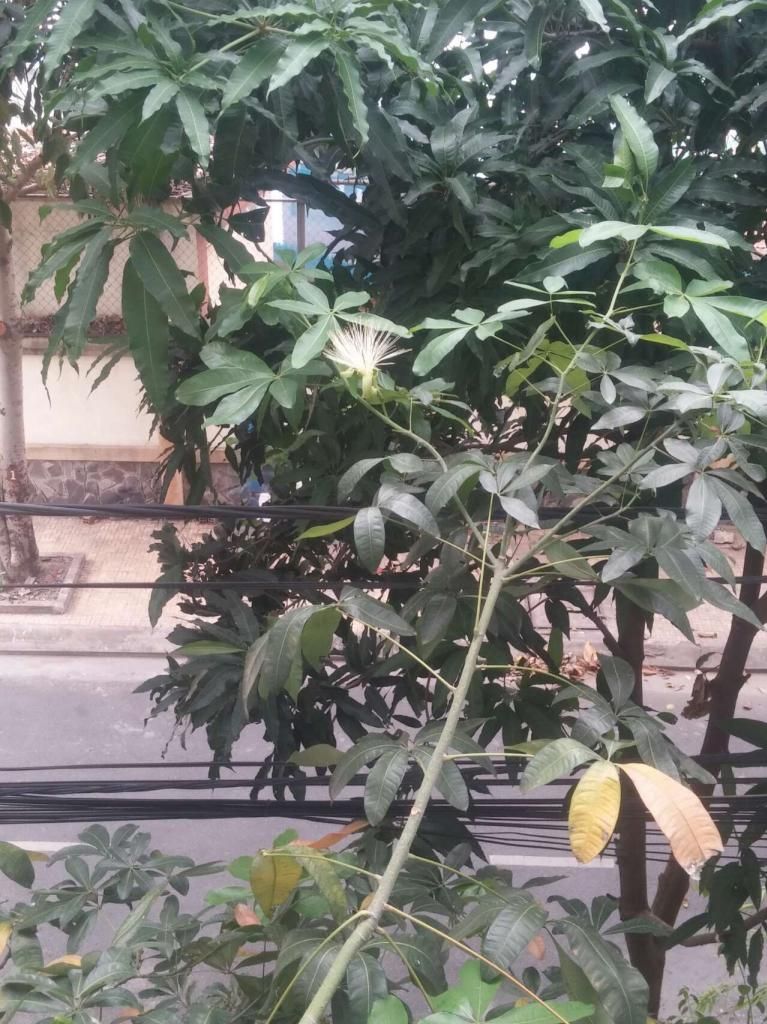 cây thắt bím nở hoa ( còn gọi là cây kim ngân ) - có Bác nào thấy cây này ra hoa chưa