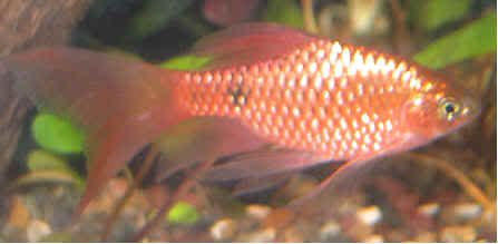 Breeding Rosy Barbs