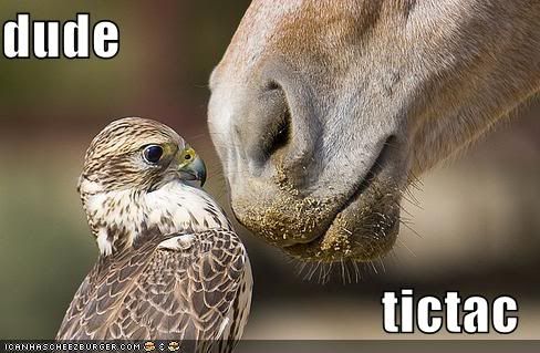 funny bird. funny-pictures-ird-wants-tic-