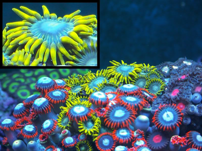 yellowzoa2.jpg