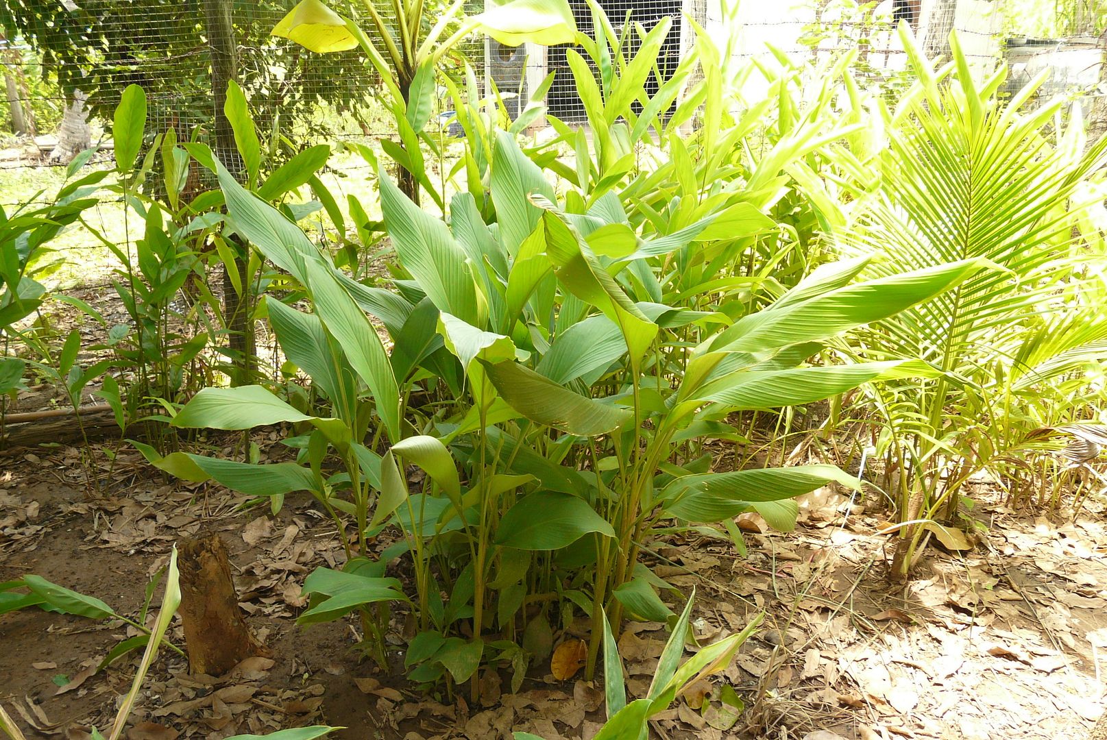 CAR%20PLANT_zps1nt0klpl.jpg