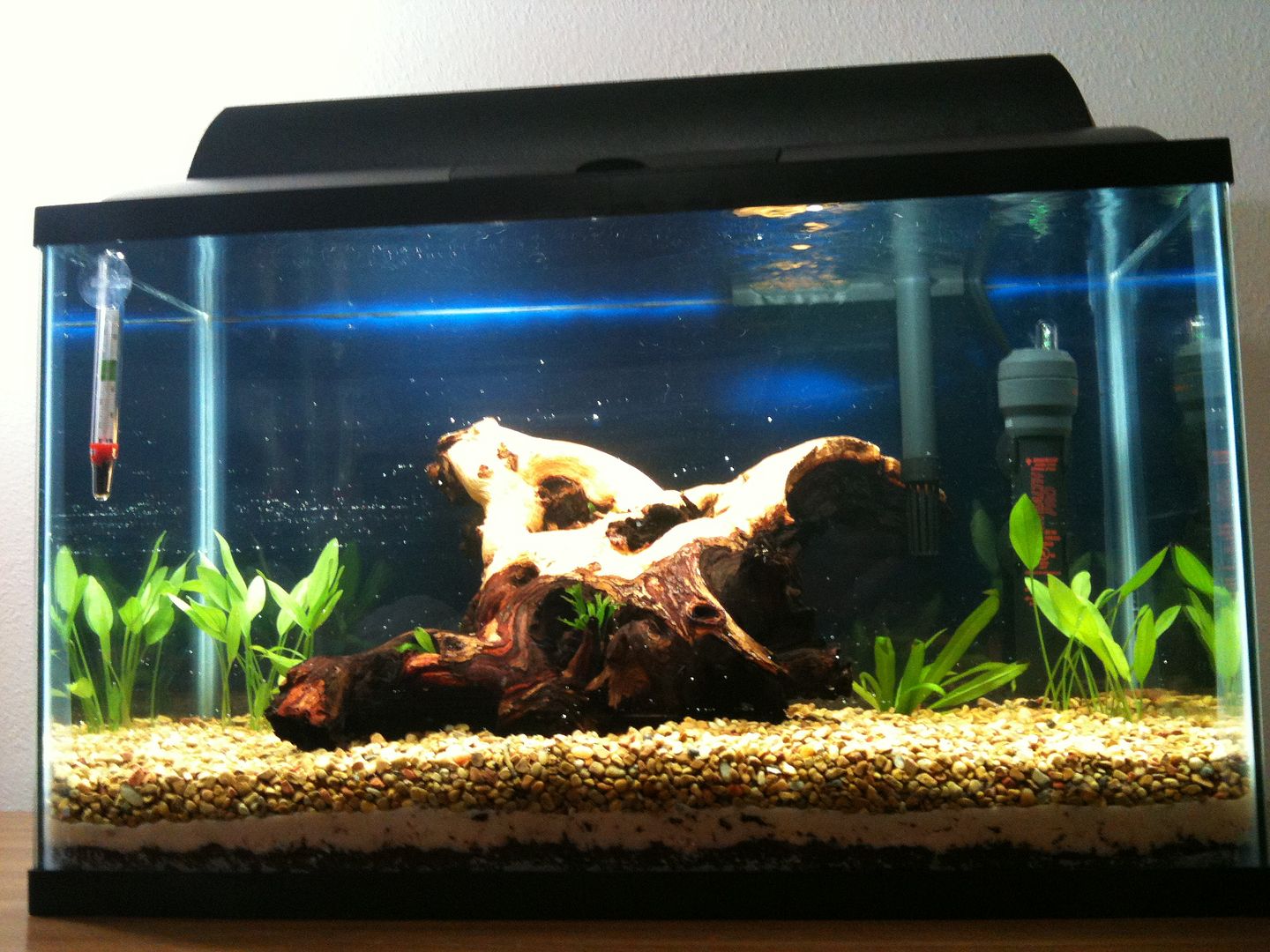 10 gallon planted Guppy raising tank - Aquarium Forum