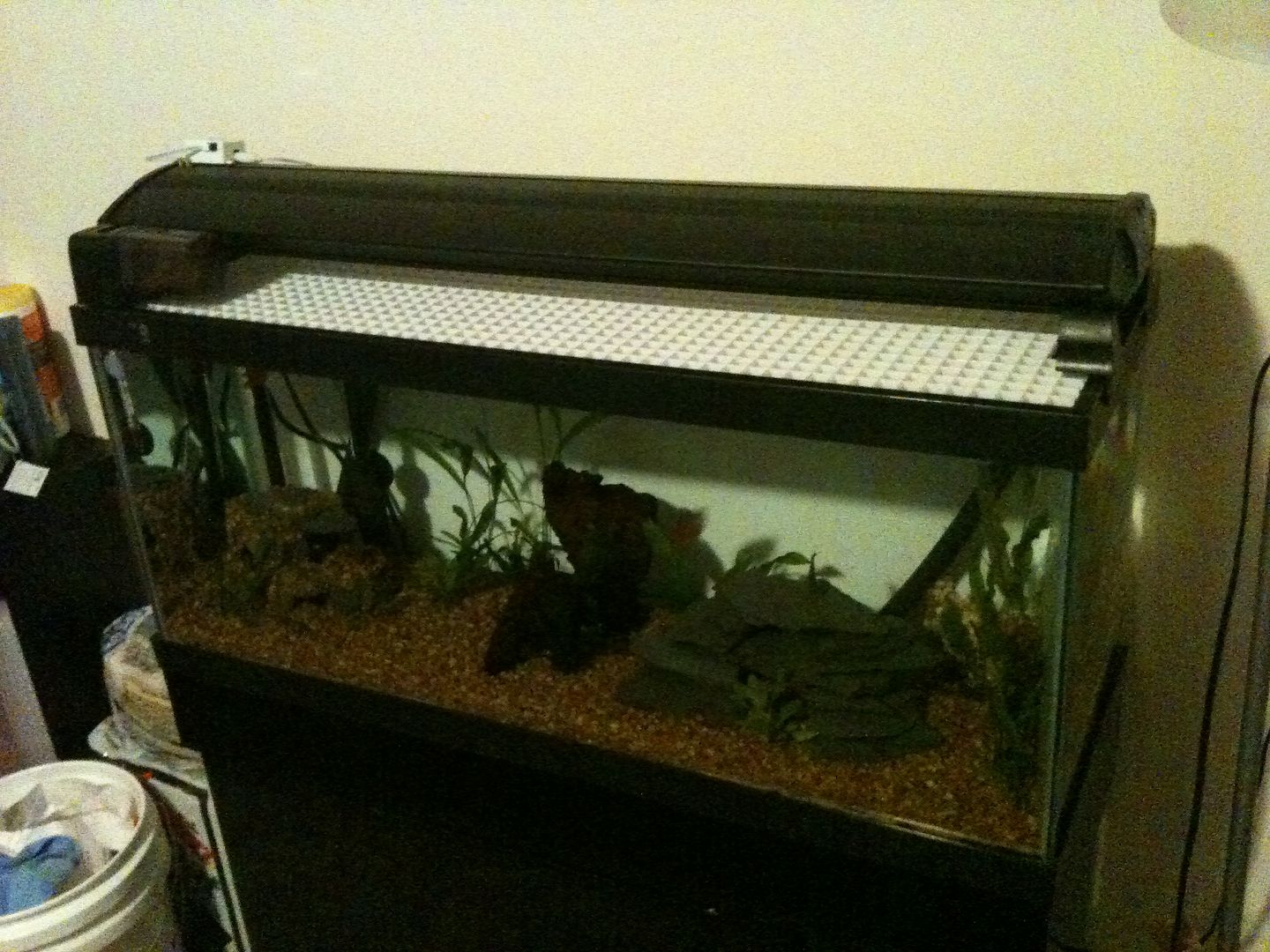 New (to me) 30 gallon long! - Page 3 - Aquarium Forum