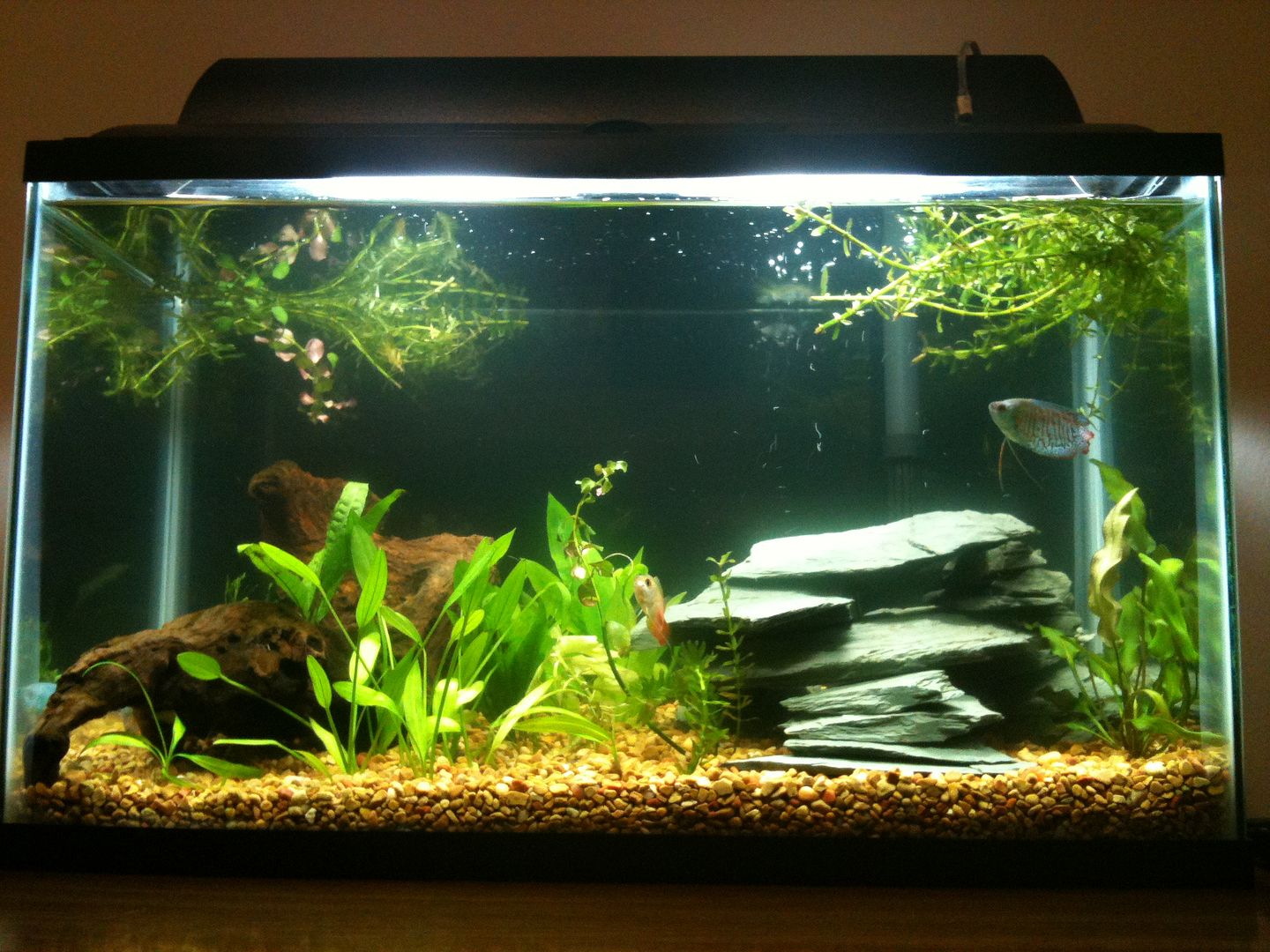 cheap DIY 10 gallon nano saltwater ecosystem - locally collected ...