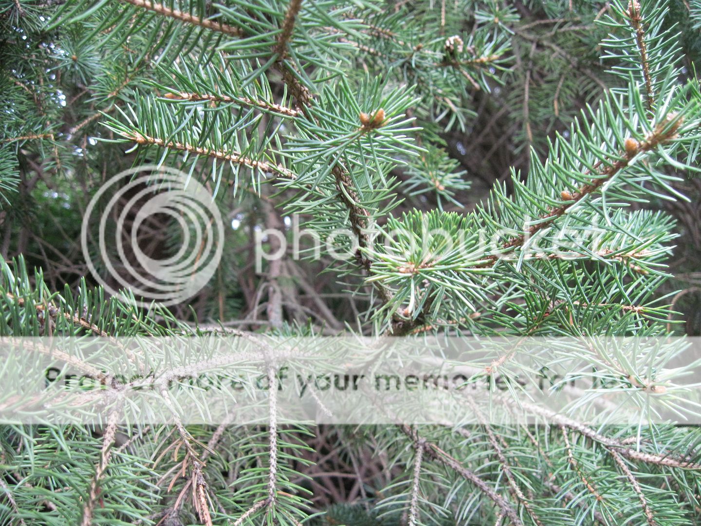 Is pine resin poisonous?