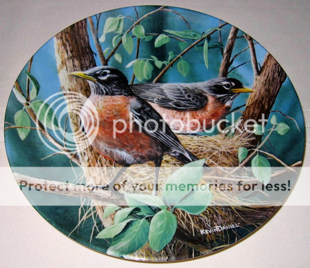 Kevin Daniel Birds Of Your Garden ROBIN Plate Bx+COA  