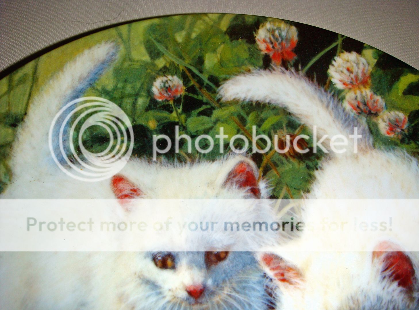 Amy Brackenbury 2 White Kittens & Turtle Plate (Beauty)  